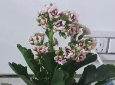 室内养花什么菊花好养呢(什么花最好养菊花)
