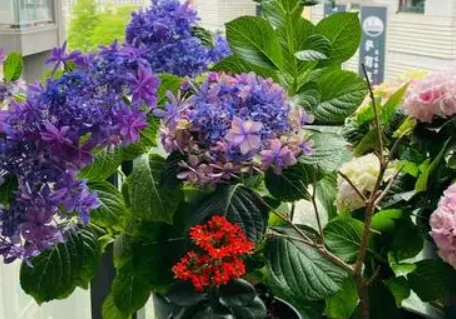 常常见到的室内养花(室内养的花皆有哪些)