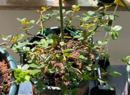 不通风的室内如何养花草(屋里不通风养什么花好)