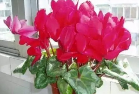 不通风的室内如何养花草(屋里不通风养什么花好)