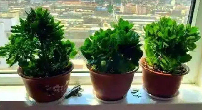 常常见到的室内养花(室内养的花皆有哪些)