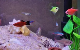 新手养鱼要不要弄水泥的简介