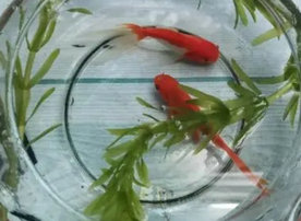 鱼塘新手混养鱼最佳搭配(鱼塘新手混养鱼最佳搭配图)